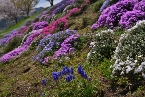 臨時：周匝D№3
